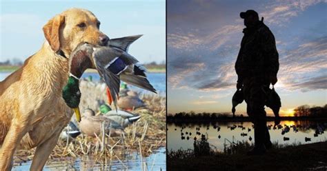 duck hunting chat|More.